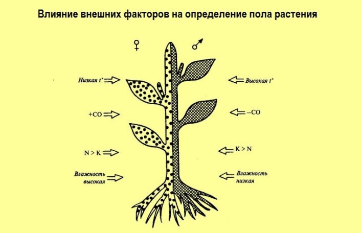 Распад растений. Определение пола у растений. Детерминация пола у растений. Влияние факторов на растения. Формирование пола у растений..