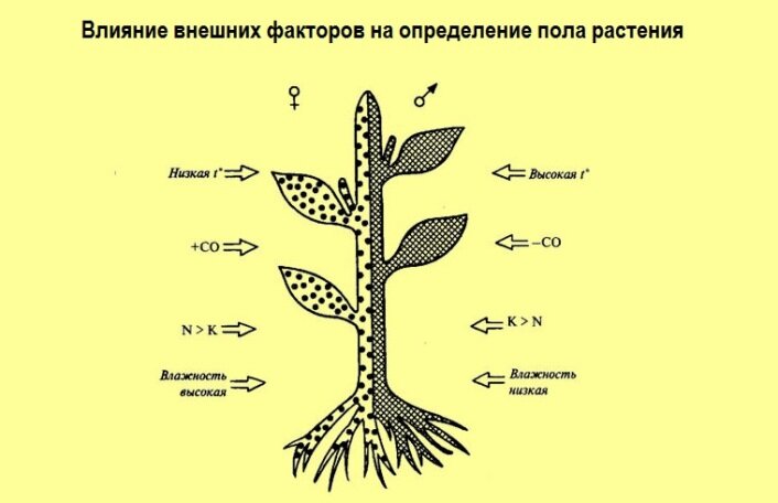 Влияние среды на растения условия. Детерминация пола у растений. Определение пола у растений. Полярность растений. Влияние внешних факторов на растения.