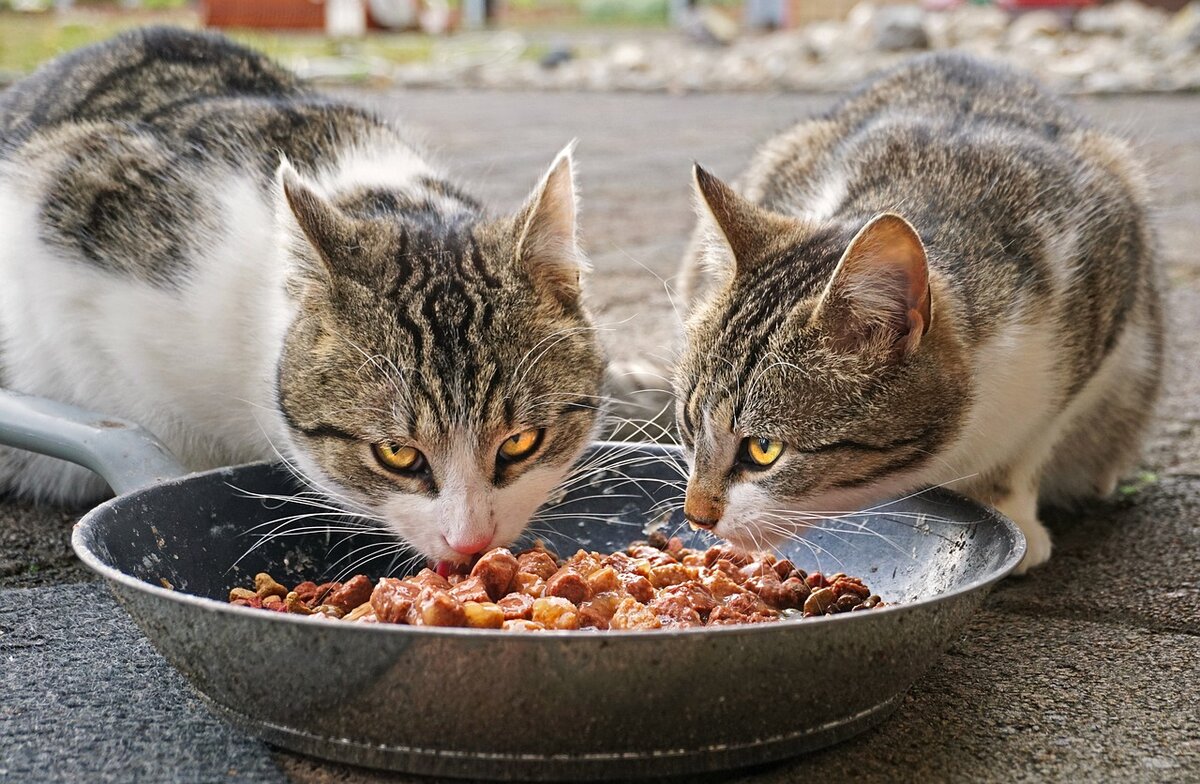 Можно ли свинину кошкам?