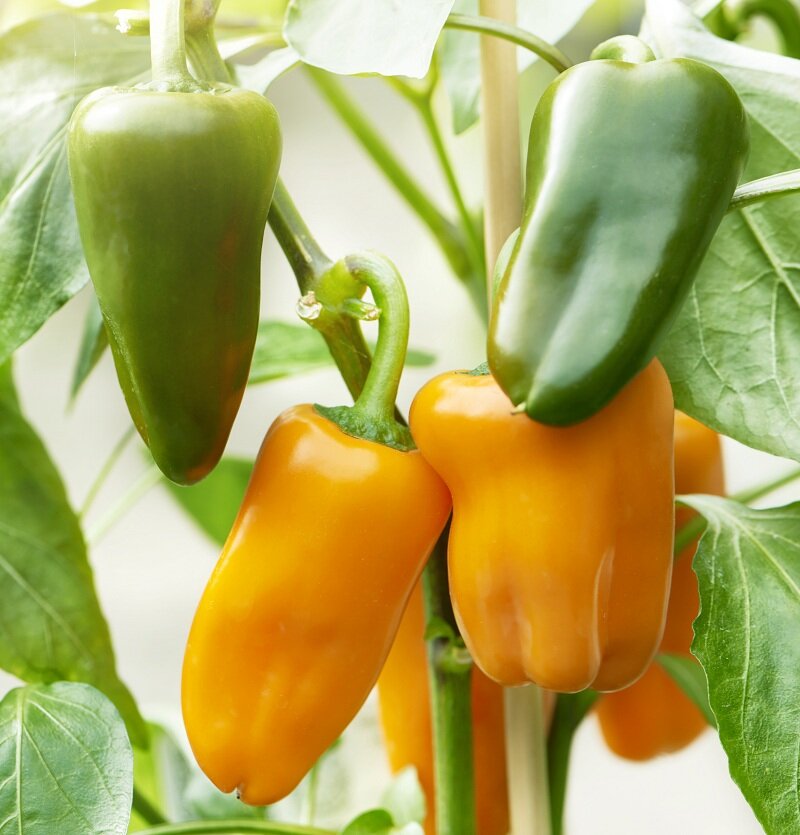 Урожай перца (Фото используется по стандартной лицензии ©azbukaogorodnika.ru)