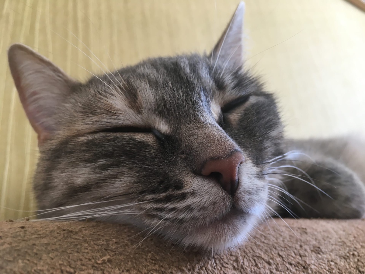 Машка спит. 