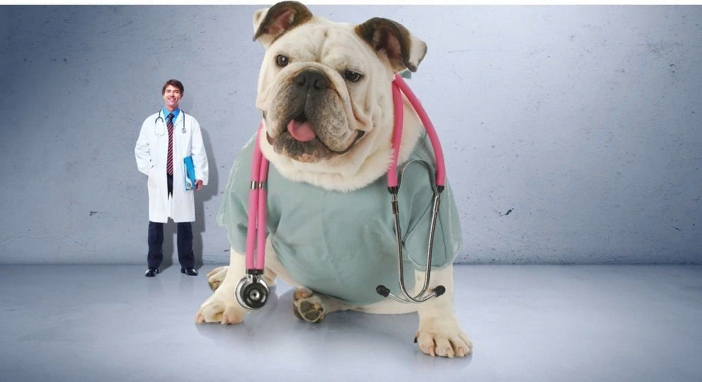 Одним из самых лечебных животных стали собаки.