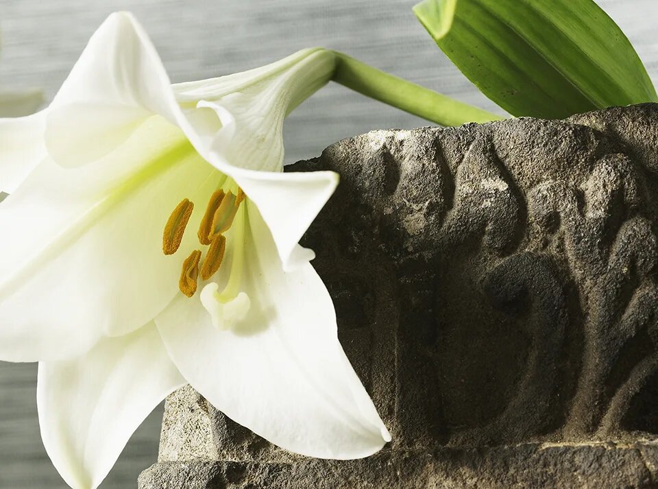 Пасхальная лилия (Lilium longiflorum)