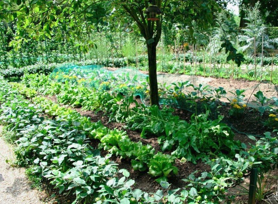 Многие культуры отлично растут в тени (фото Яндекс-картинки)