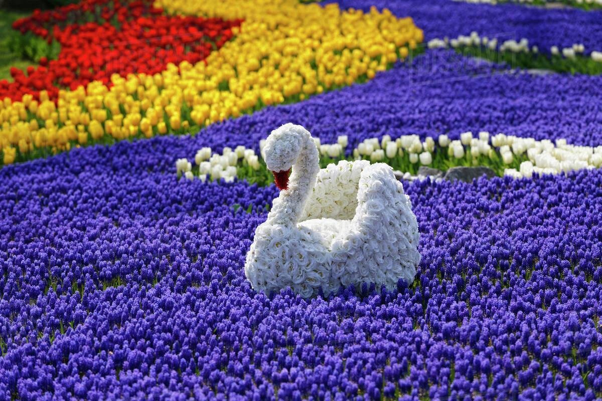 Источник http://www.tourketurki.com/wp-content/uploads/2019/02/Festival-Tulip-di-Turki.jpg