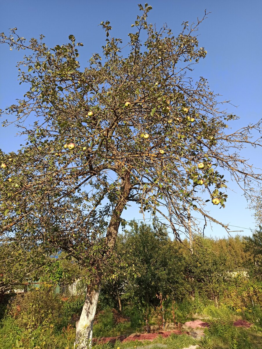 Фото автора. Чудесный Богатырь