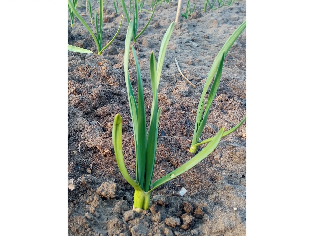 Обработанные перья чеснока