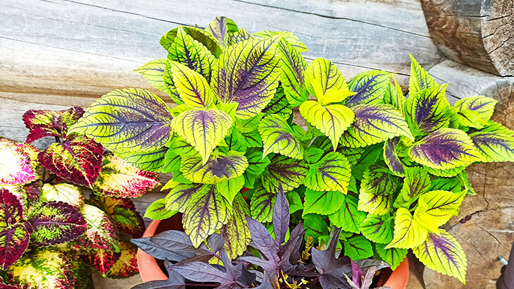 колеус - фото автора