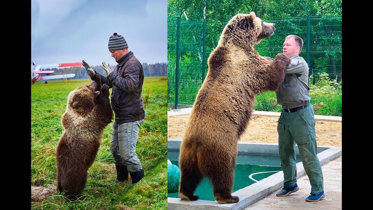 Андрей Иванов и медведь Мансур