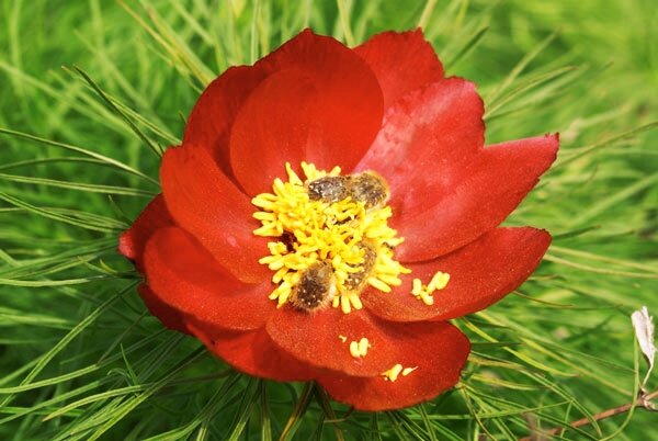 Пион тонколистный 