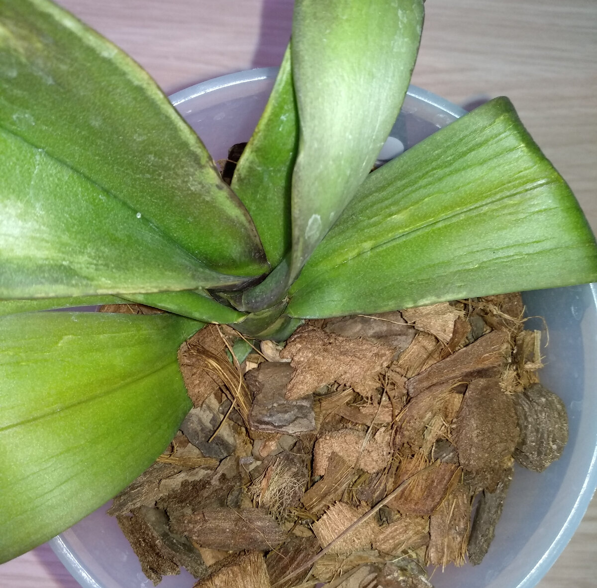 Печальная картина