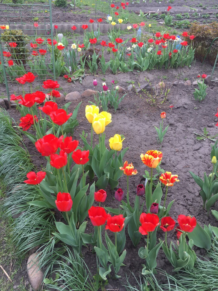 Всех читателей и подписчиков канала «Пушистые истории», поздравляю с прошедшими майскими праздниками!  Фото из личного архива автора.