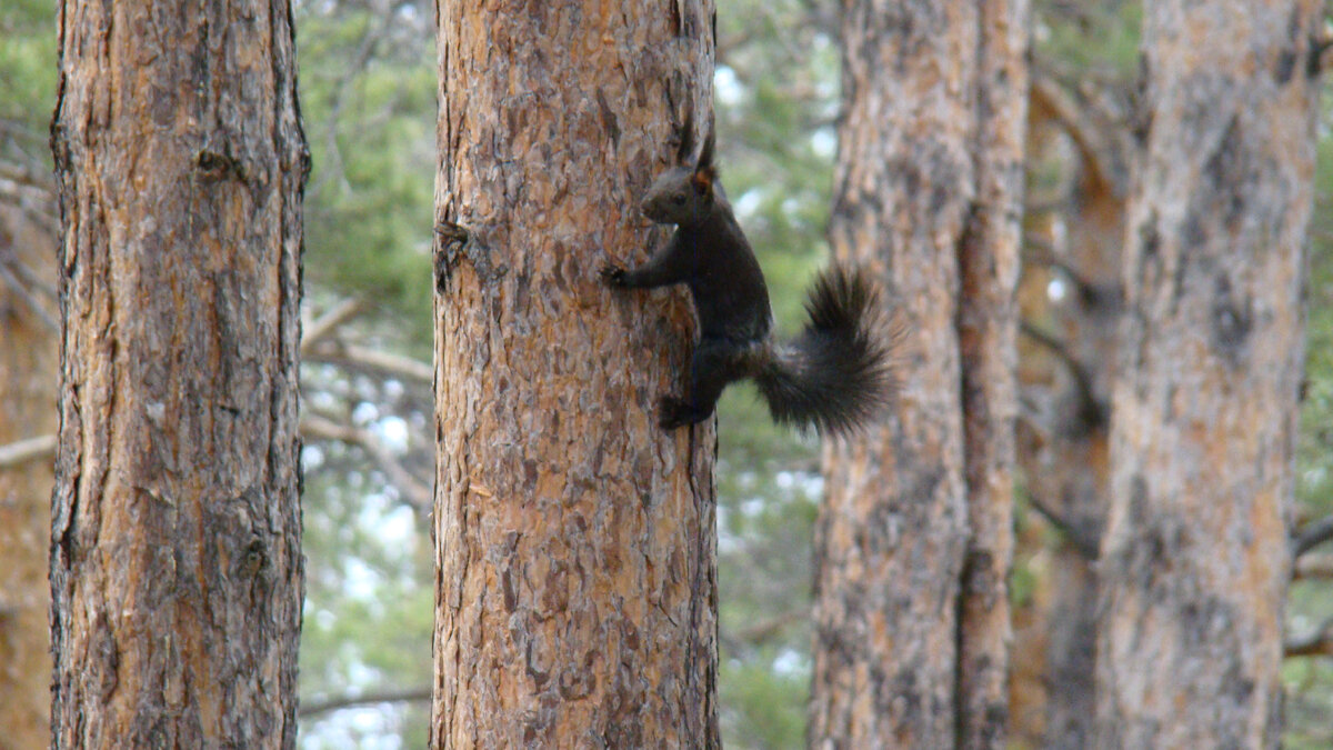 Крепкие и большие когти.