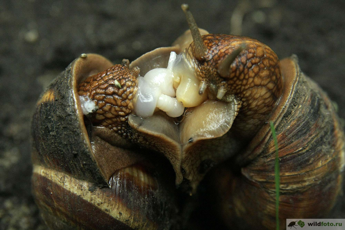 Передают секреты из уст в уста, как говорится.