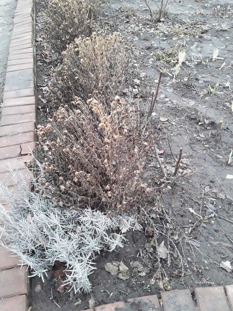 Март. Лаванда перезимовала отлично