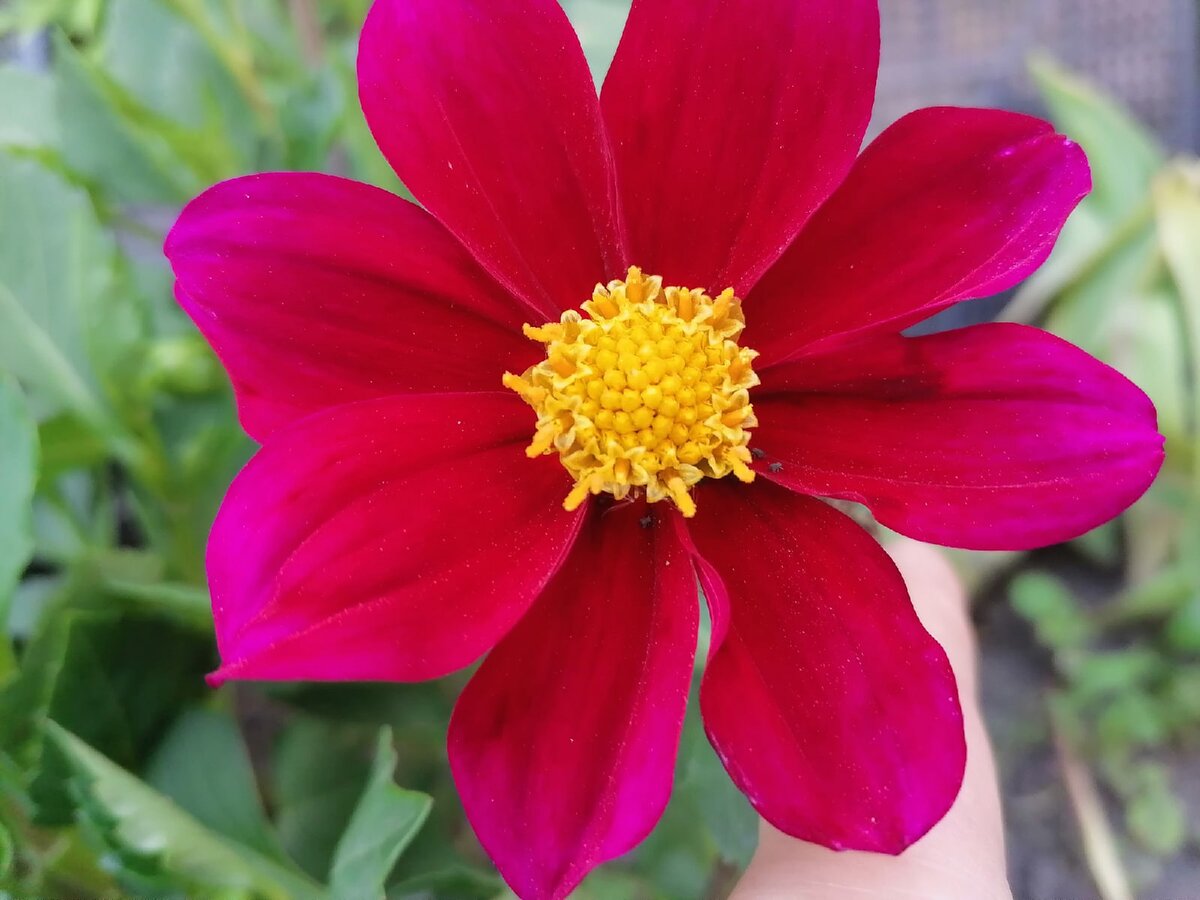 веселые ребята георгина