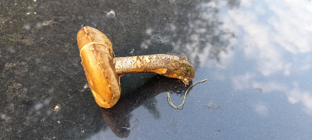 Первый гриб, сезон 2021