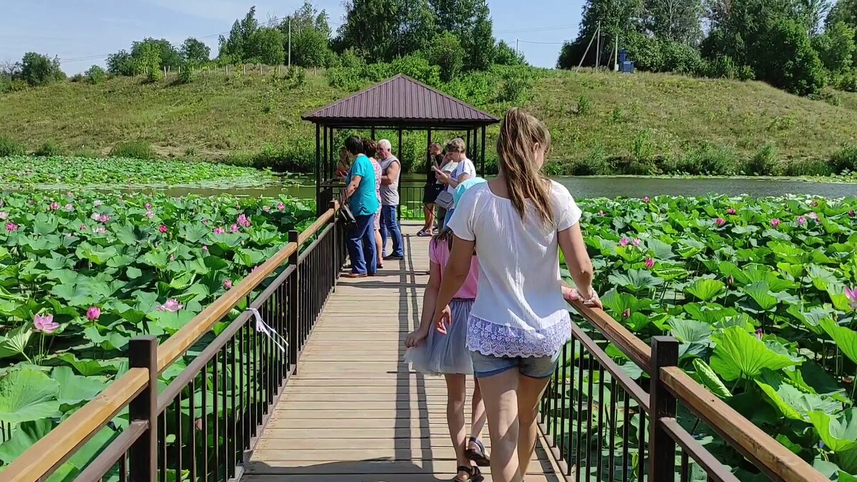 Шикарный пруд с лотосами в Белгородской области | На Юге | Дзен