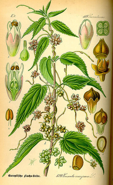 Повилика европейская