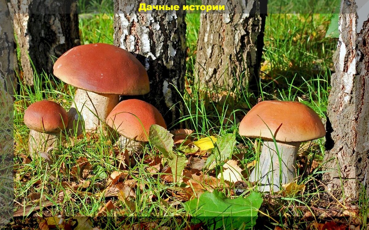 https://vk.com/photo-159774511_457249671