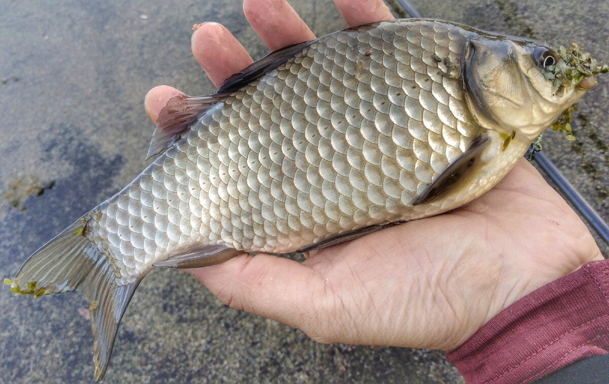 Первый маленький