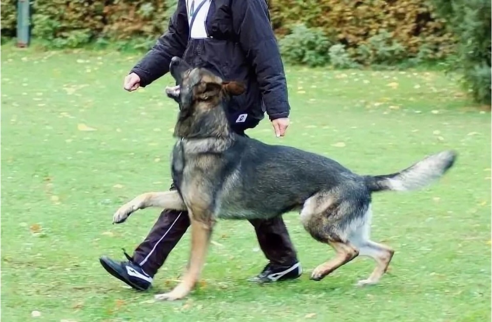 Отработка у собаки навыка ходить рядом без поводка