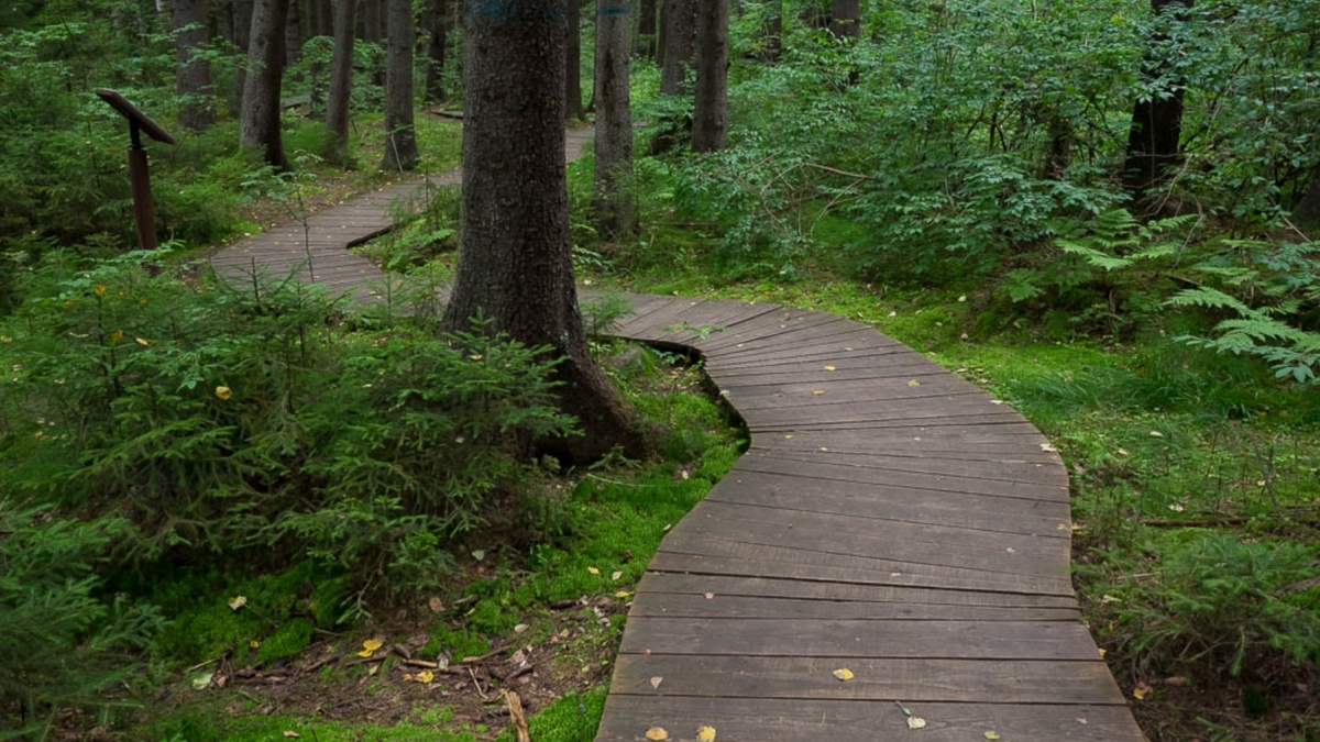 Красоты Комаровского берега