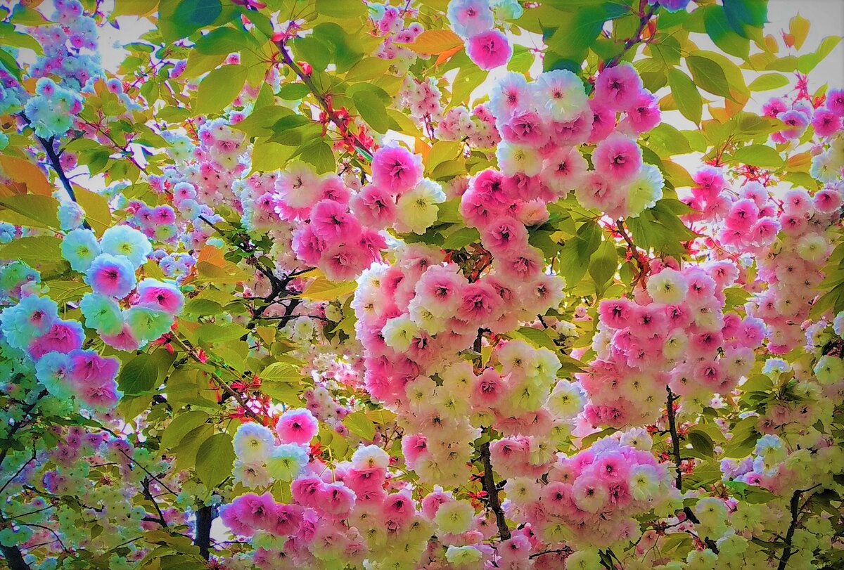  Листайте галерею для просмотра. Цветущая луизеания. Фото автора.