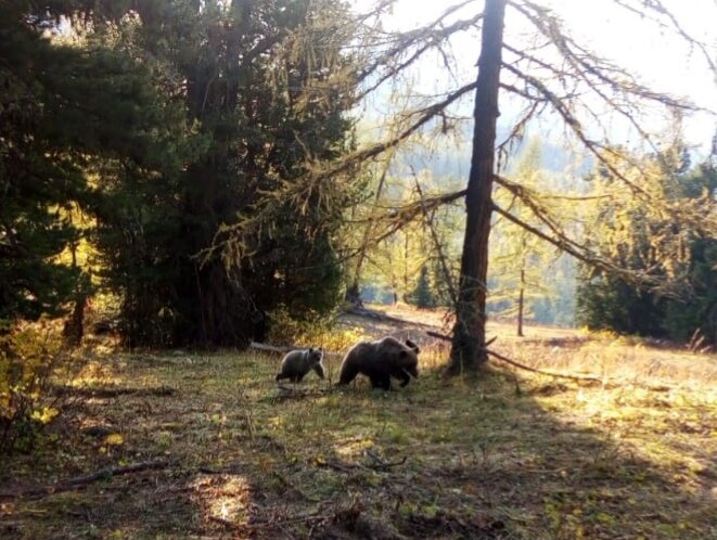 Медведи у туристов на кордоне "Тайменье озеро" воруют еду. Катунский заповедник.