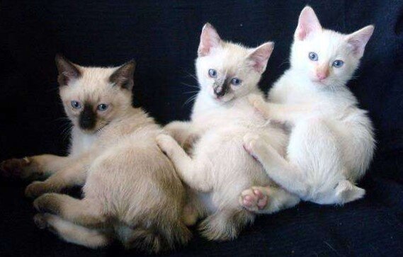 Фото из Интернета