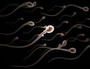 Сперматозоиды человека