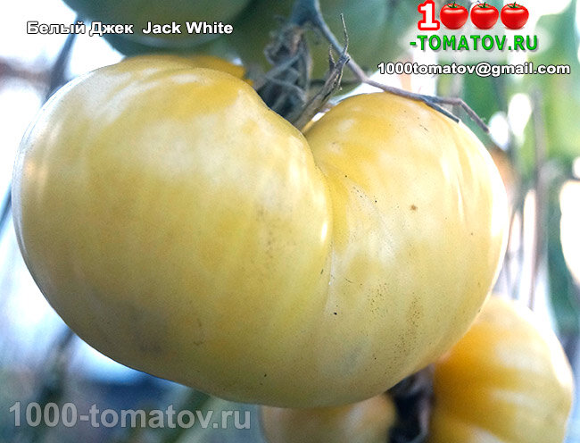 Томат Белый Джек  Jack White  фото 1