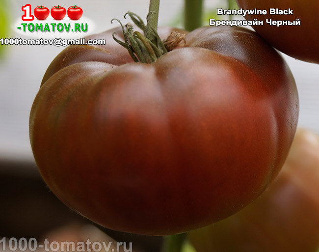Томат Брендивайн Черный Brandywine Black фото1