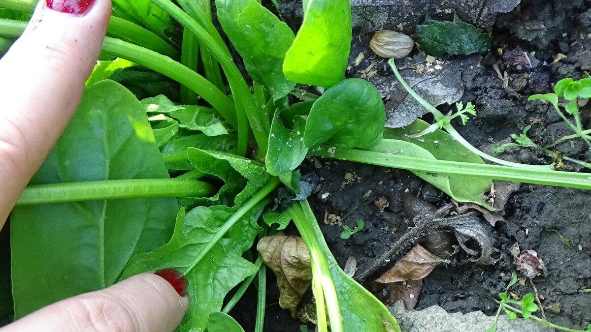 А каждое растение растет действительно кустиком. 