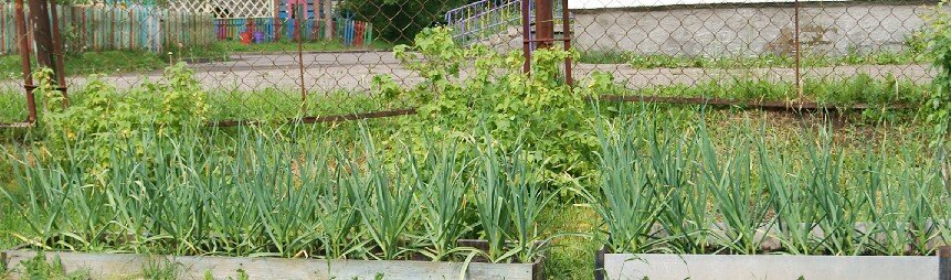 Так выглядел Бабушатский  озимый чеснок на 8 июня.