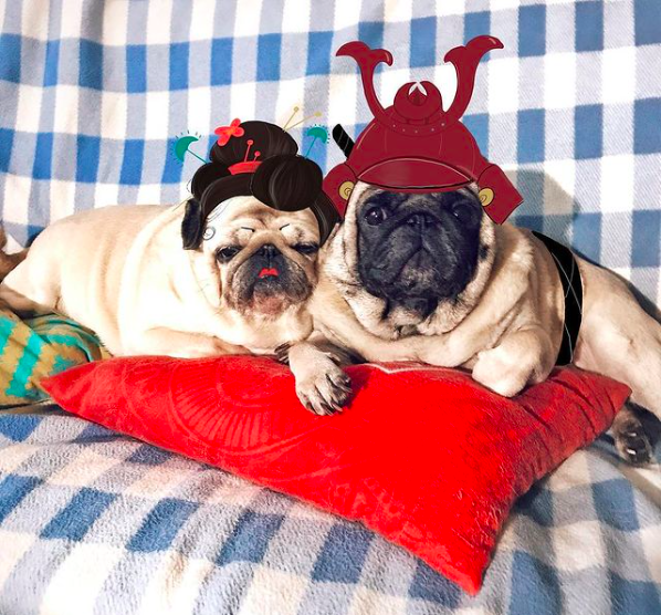 Мопс-самурай