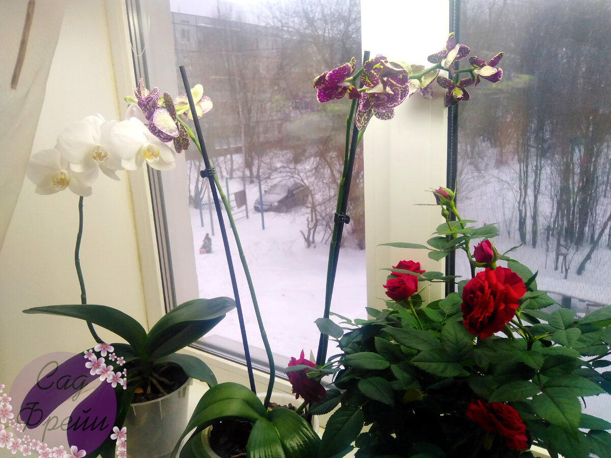 Так сложилось, что на одном окне собрались растения с общими интересами. Им нужен влажный субстрат! А когда постоянно мокро и холодно - это не есть хорошо