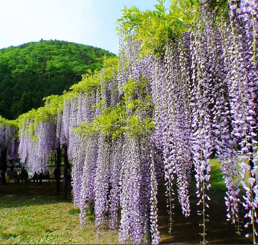 Как выглядит цветок глициния. Глициния Wisteria sinensis. Вистерия китайская Глициния.