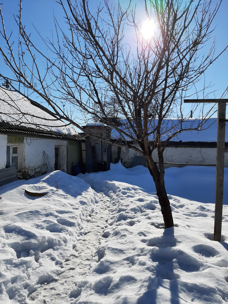 Абрикос в нашем дворе