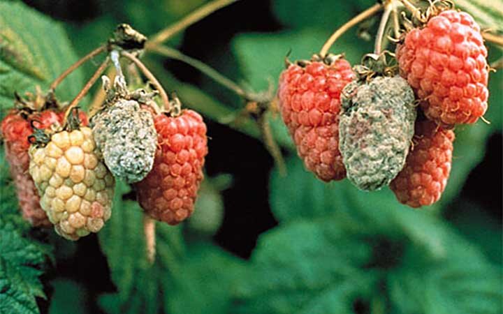 Бордосская жидкость защищает сад от грибных заболеваний