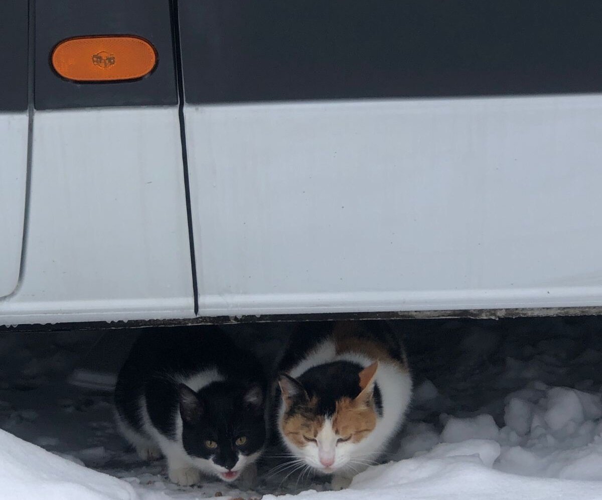 Котенок и мама-кошка