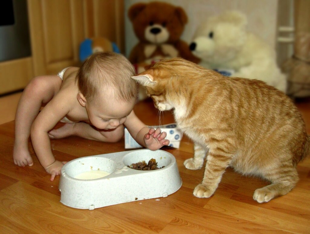 смешные кошки 2022, приколы 2022, с озвучкой приколы, котики 2022, коты 2022, смешные животные 2022