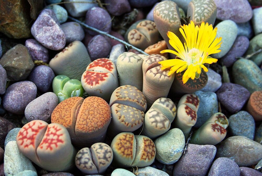 Литопс – гений мимикрии. Фото: fi.pinterest.com