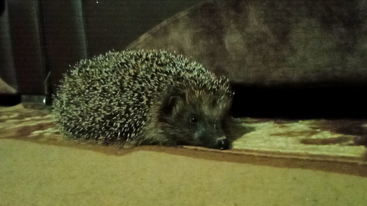 Вот какая красивая мордочка! 