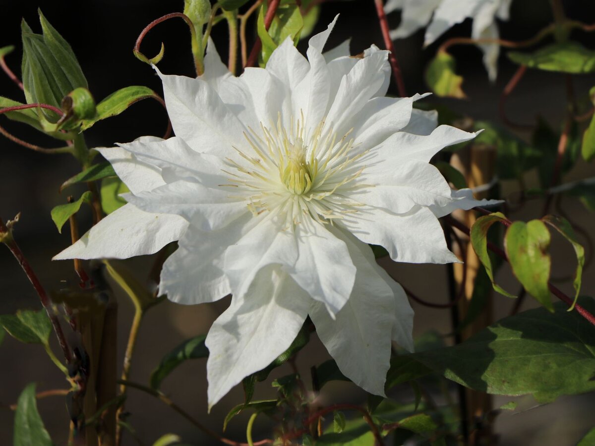 Clematis Apollonia