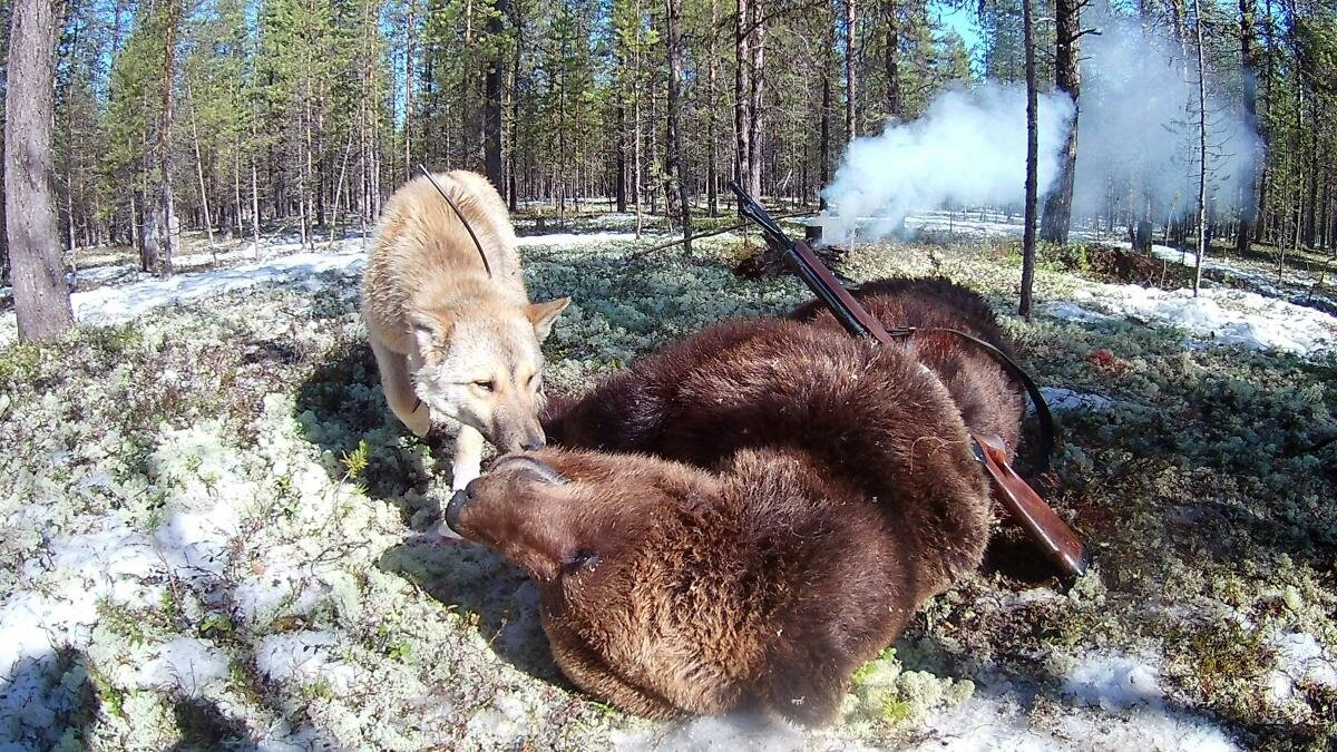 Охота на медведя. Западно Сибирские лайки на охоте на медведя. Охота на медведя с лайками в тайге Южного Урала. Западно Сибирская лайка медведь.