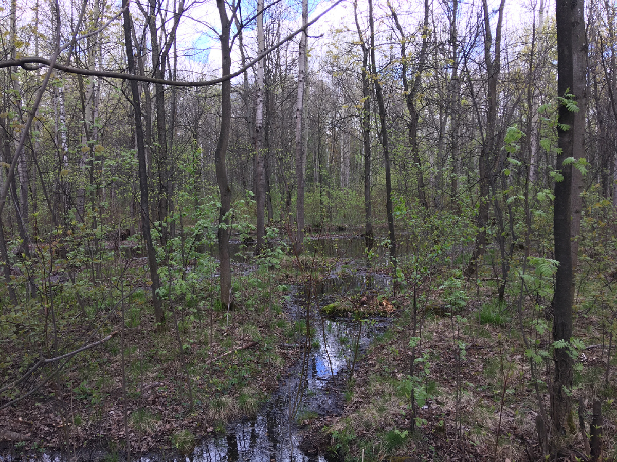 Московский парк Сокольники весной….
