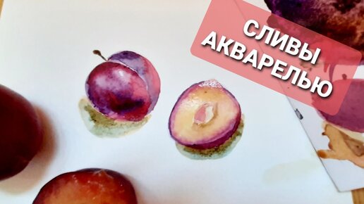 Рисуем сливы акварелью. Уроки акварели для начинающих