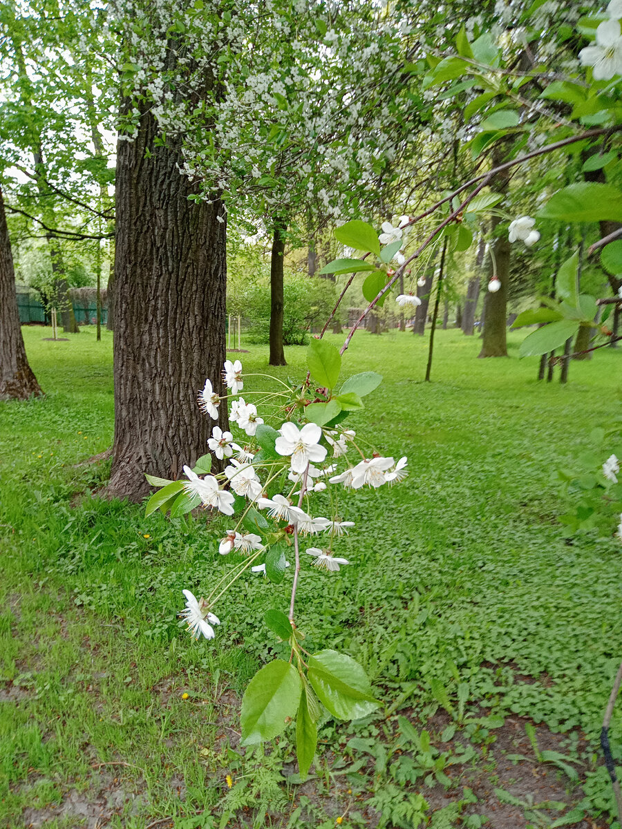 Екатерингоф. Фотография из личного архива 
