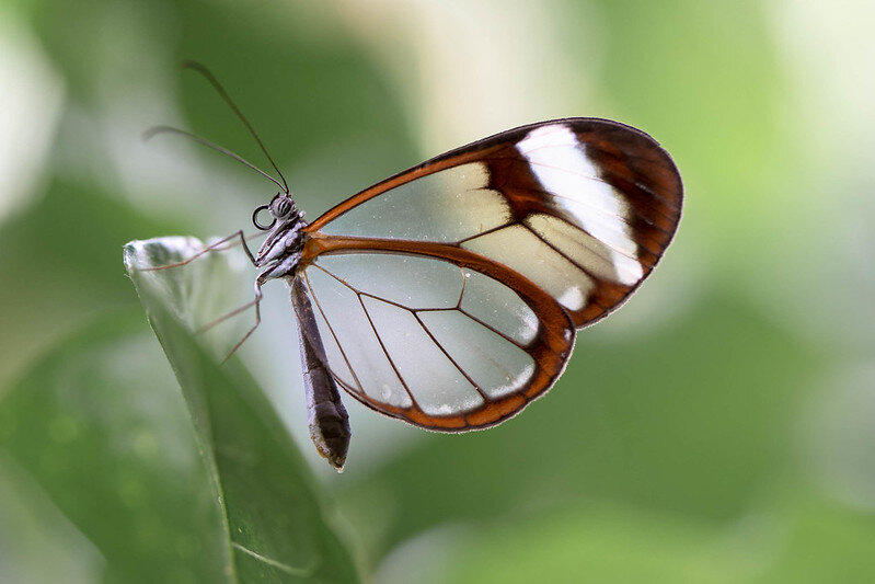 Фото: michel1276/Flickr